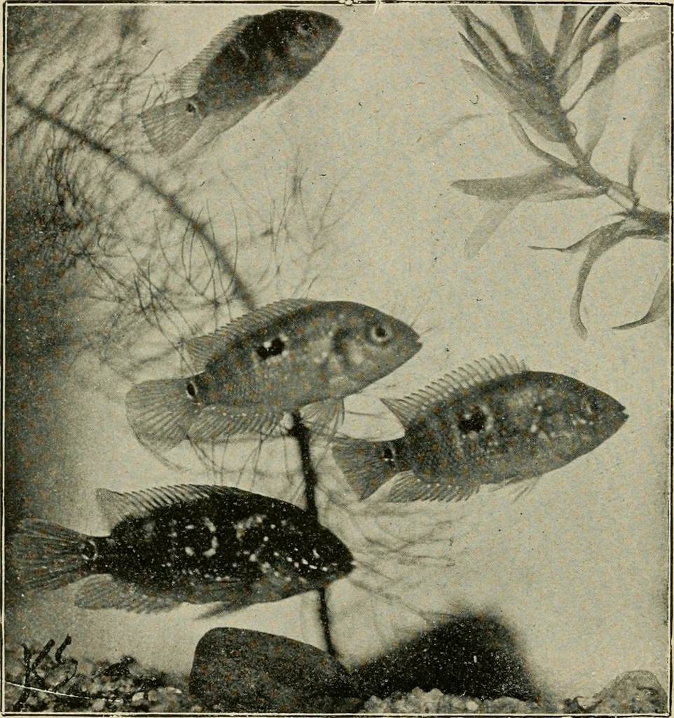 An illustration from Die exotischen zierfische in wort und bild, 1914, leaf 121