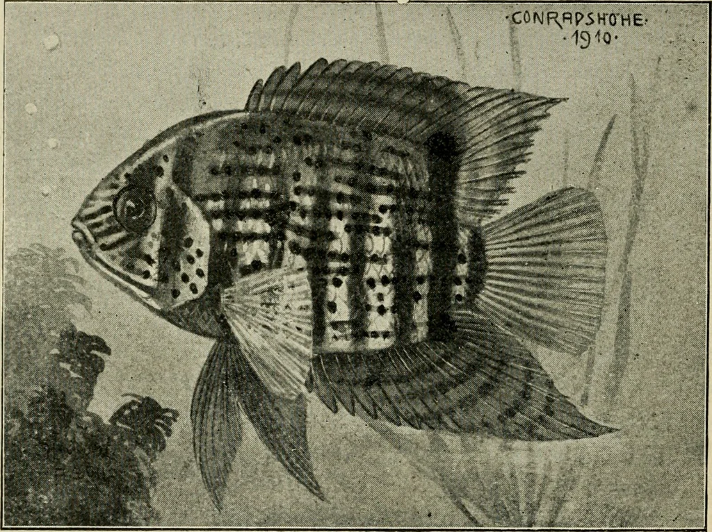 An illustration from Die exotischen zierfische in wort und bild, 1914, leaf 123