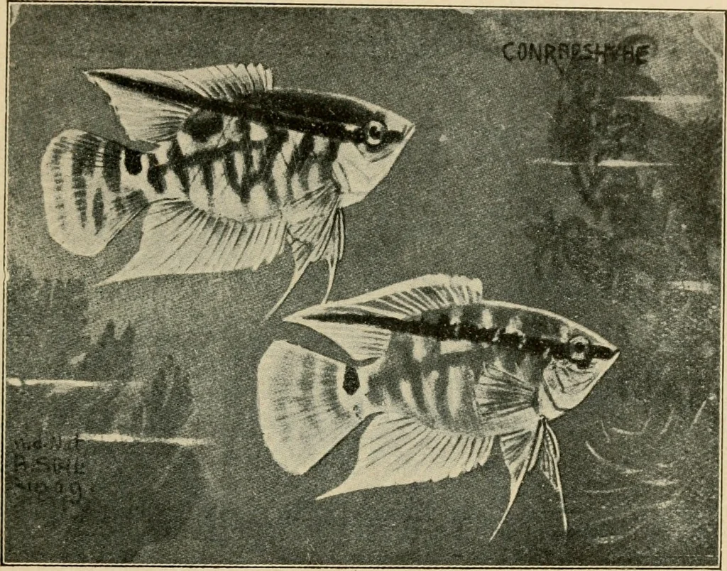 An illustration from Die exotischen zierfische in wort und bild, 1914, leaf 124