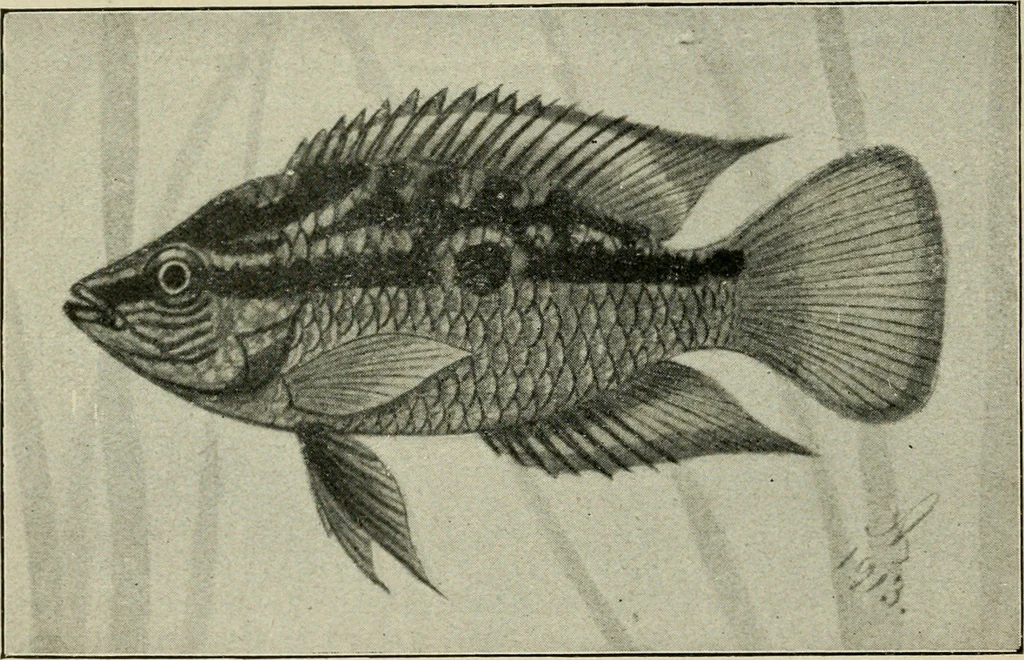 An illustration from Die exotischen zierfische in wort und bild, 1914, leaf 125