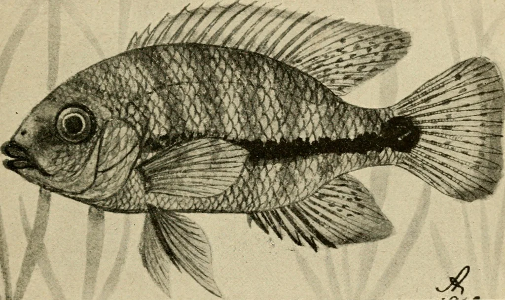 An illustration from Die exotischen zierfische in wort und bild, 1914, leaf 126