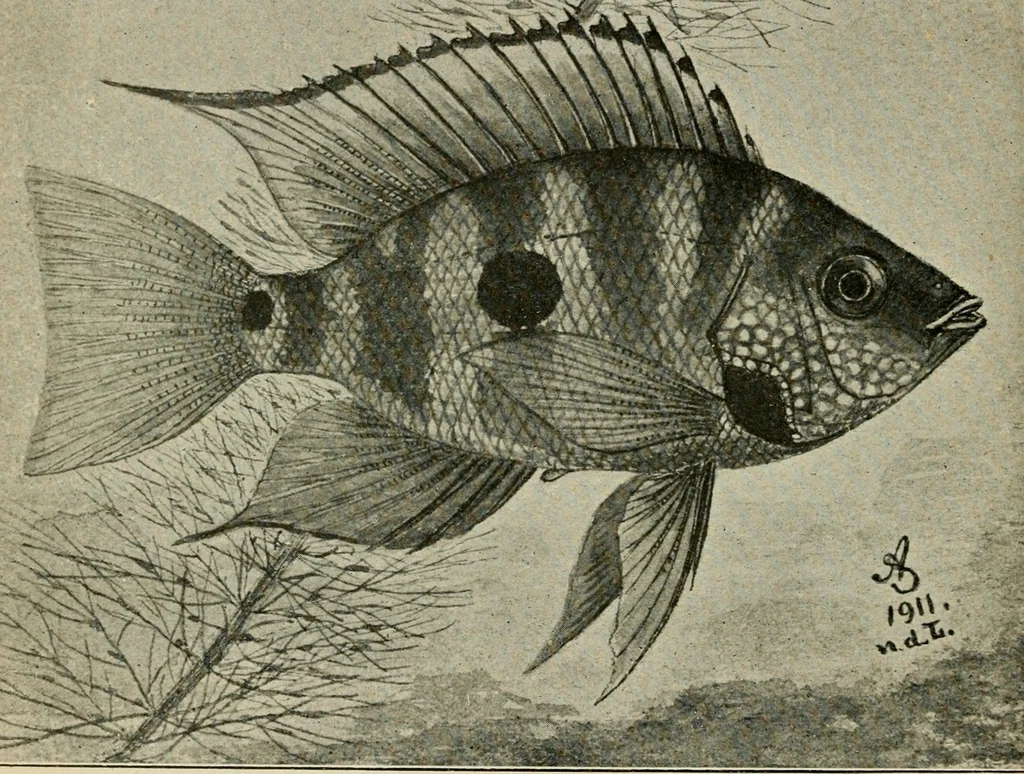An illustration from Die exotischen zierfische in wort und bild, 1914, leaf 127