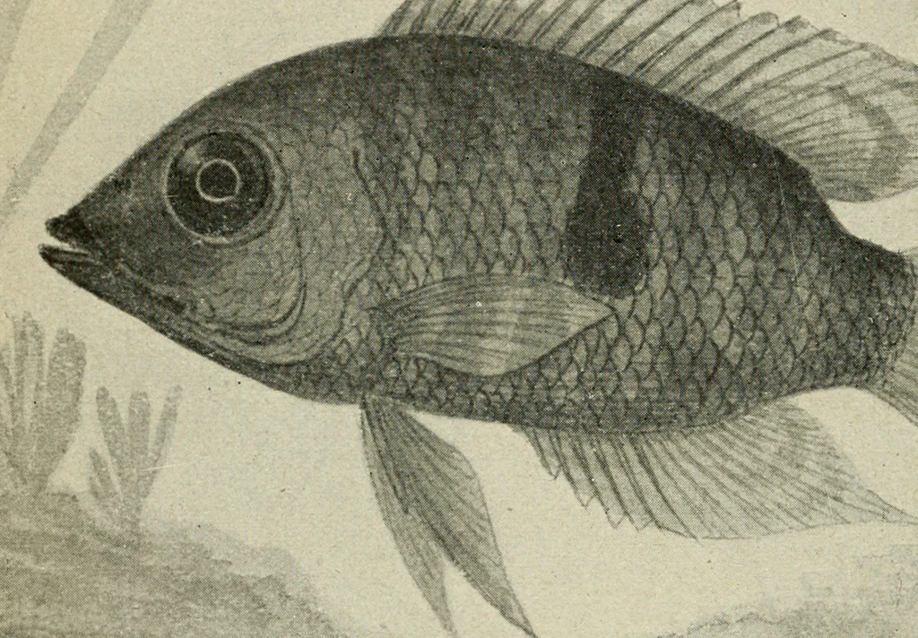 An illustration from Die exotischen zierfische in wort und bild, 1914, leaf 129
