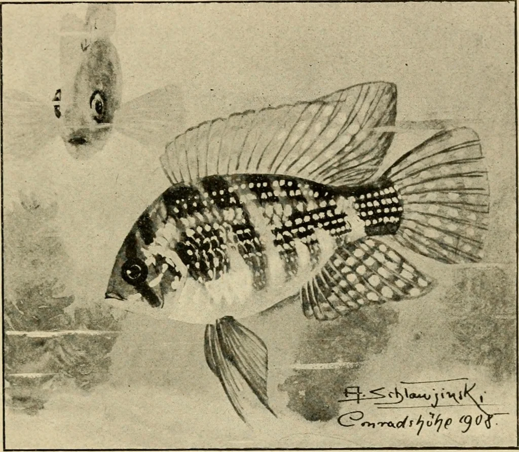 An illustration from Die exotischen zierfische in wort und bild, 1914, leaf 130