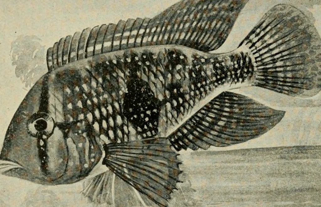 An illustration from Die exotischen zierfische in wort und bild, 1914, leaf 131