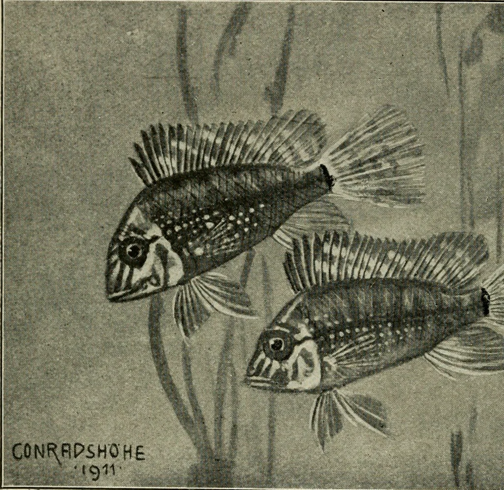 An illustration from Die exotischen zierfische in wort und bild, 1914, leaf 133