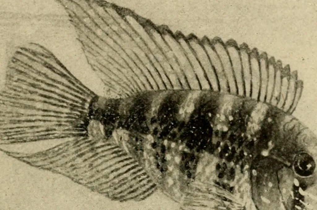 An illustration from Die exotischen zierfische in wort und bild, 1914, leaf 134