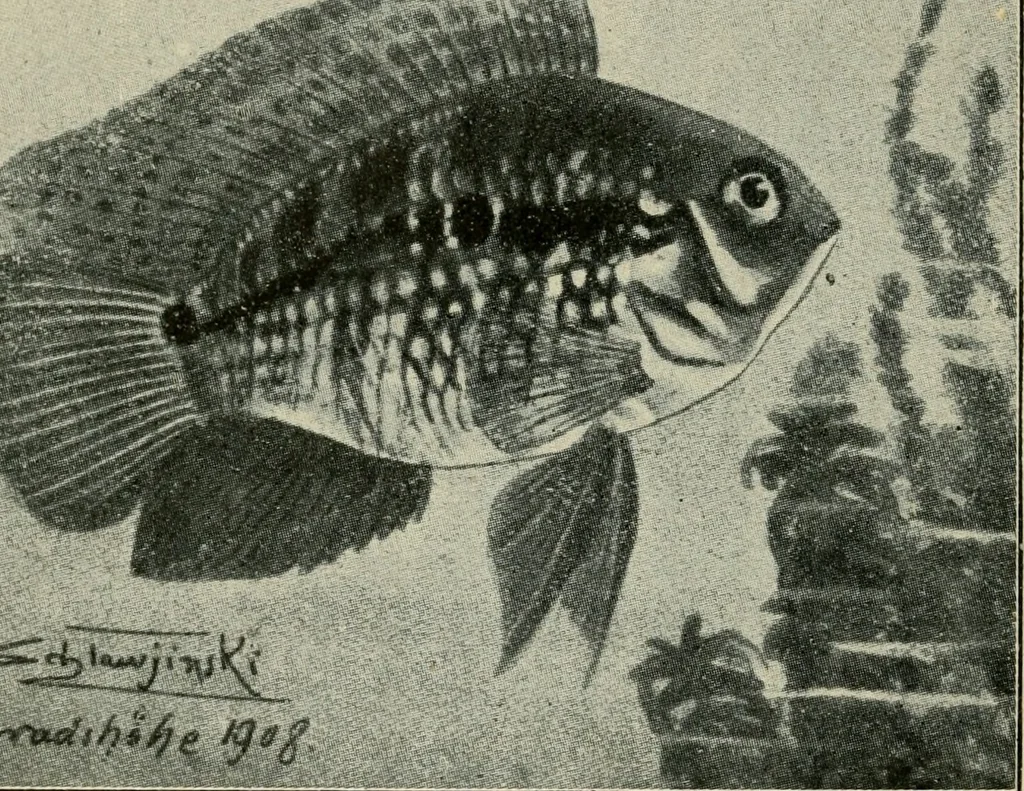 An illustration from Die exotischen zierfische in wort und bild, 1914, leaf 135