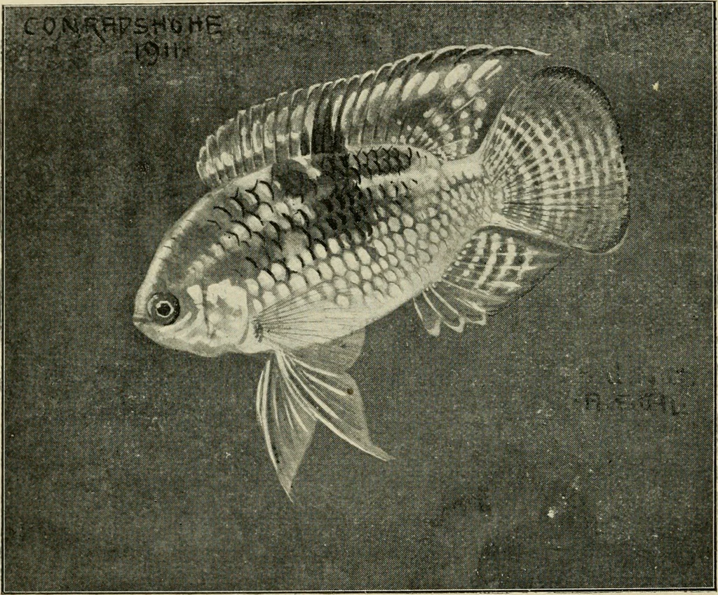 An illustration from Die exotischen zierfische in wort und bild, 1914, leaf 137