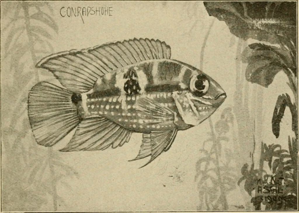 An illustration from Die exotischen zierfische in wort und bild, 1914, leaf 138