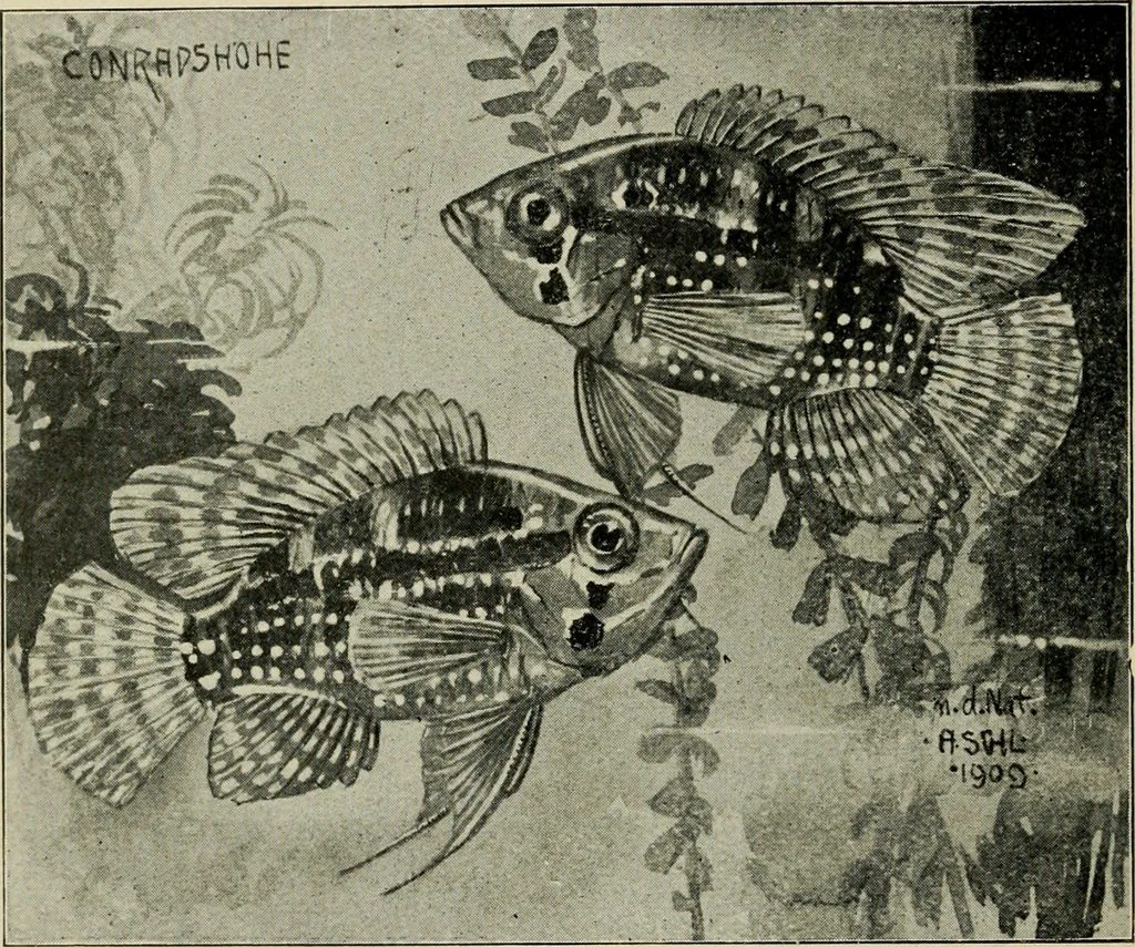 An illustration from Die exotischen zierfische in wort und bild, 1914, leaf 139