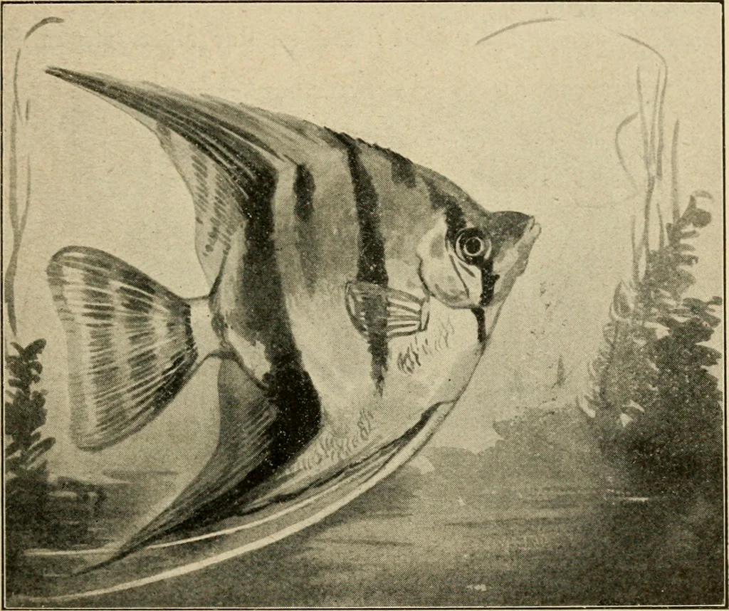 An illustration from Die exotischen zierfische in wort und bild, 1914, leaf 140