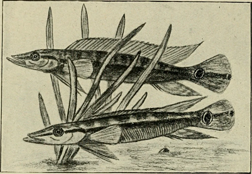 An illustration from Die exotischen zierfische in wort und bild, 1914, leaf 141