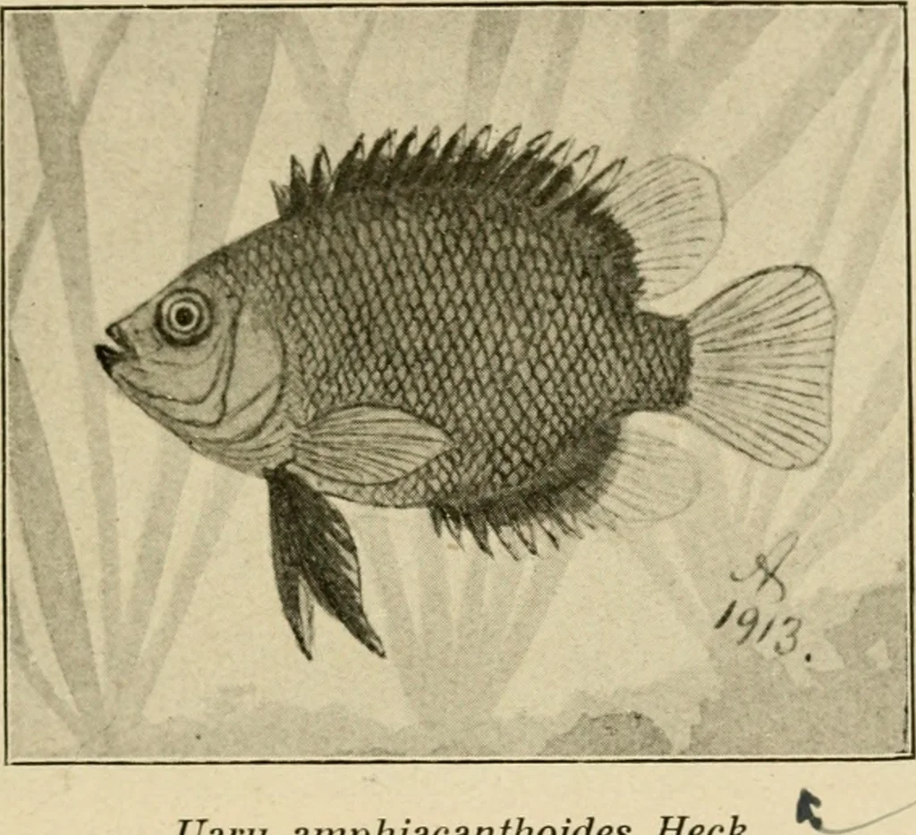 An illustration from Die exotischen zierfische in wort und bild, 1914, leaf 142