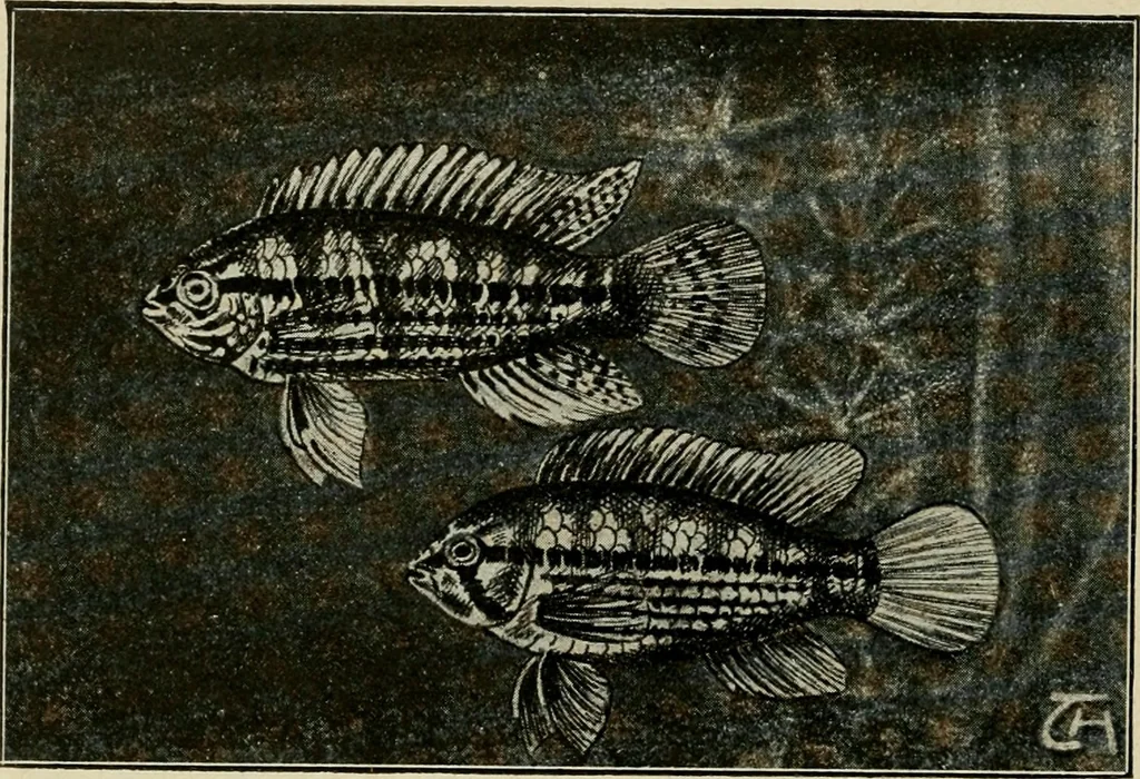 An illustration from Die exotischen zierfische in wort und bild, 1914, leaf 143