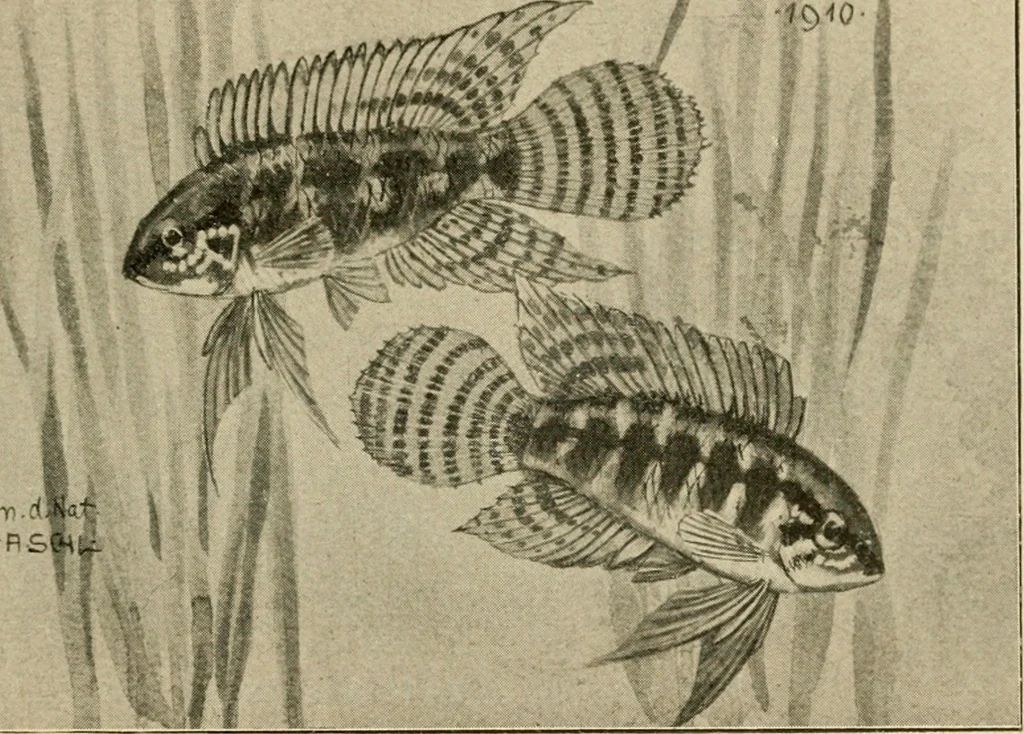 An illustration from Die exotischen zierfische in wort und bild, 1914, leaf 144