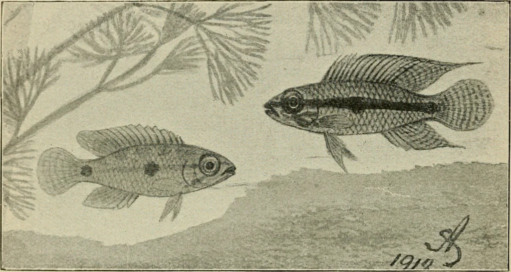 An illustration from Die exotischen zierfische in wort und bild, 1914, leaf 145