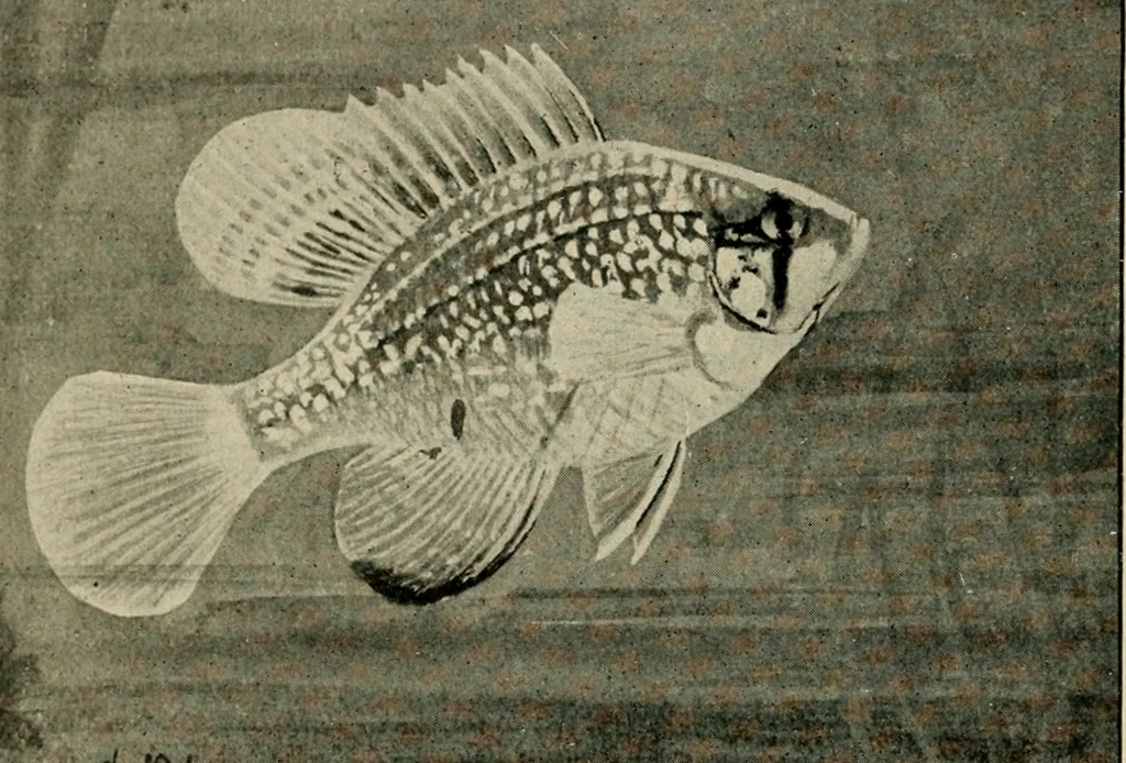 An illustration from Die exotischen zierfische in wort und bild, 1914, leaf 15