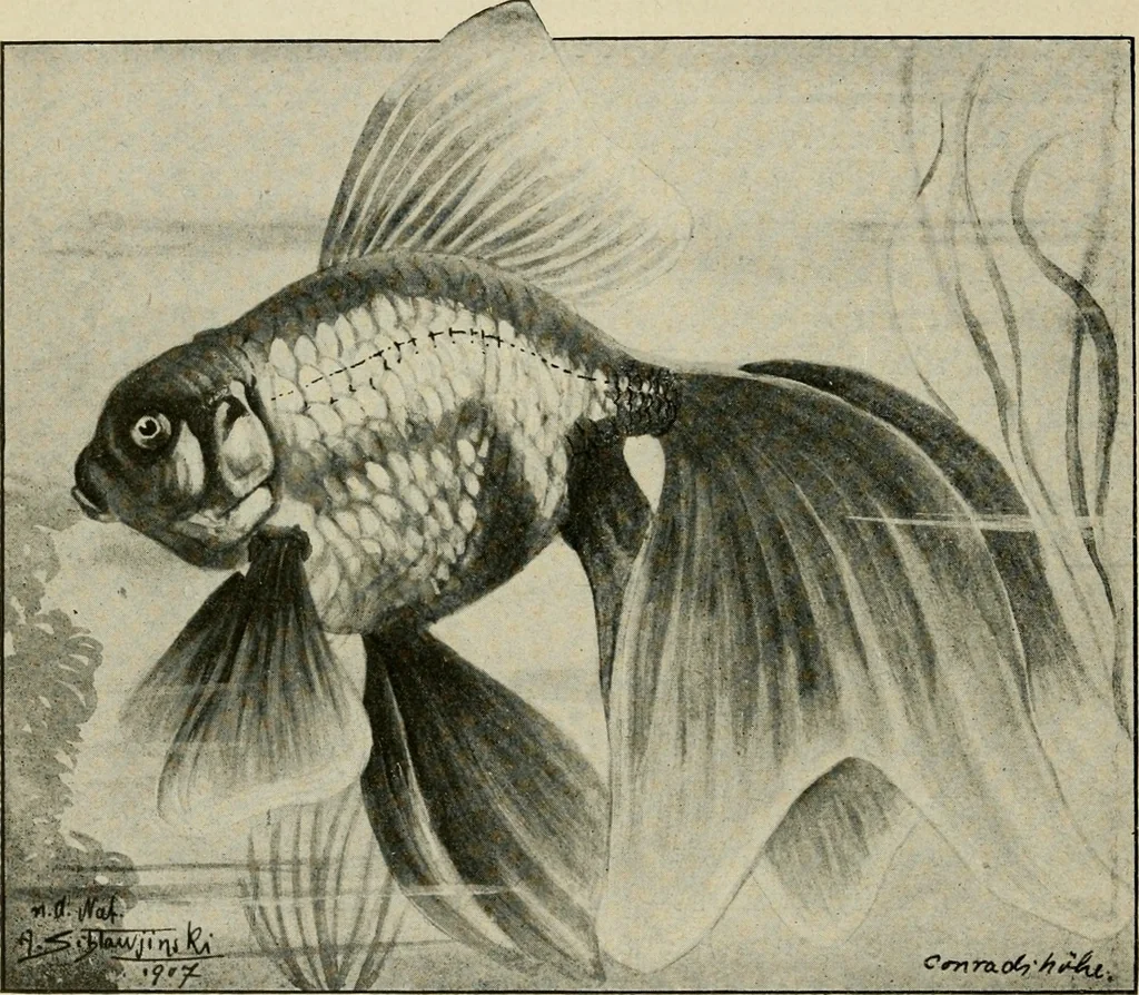 An illustration from Die exotischen zierfische in wort und bild, 1914, leaf 151