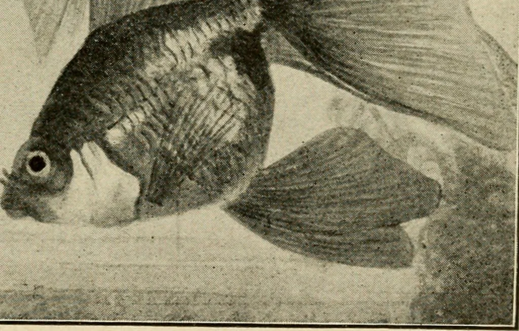 An illustration from Die exotischen zierfische in wort und bild, 1914, leaf 152