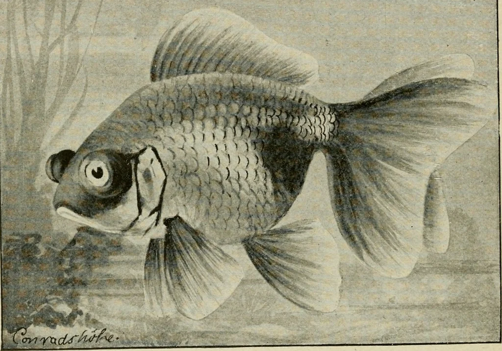 An illustration from Die exotischen zierfische in wort und bild, 1914, leaf 153