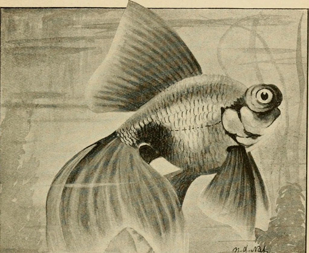 An illustration from Die exotischen zierfische in wort und bild, 1914, leaf 154