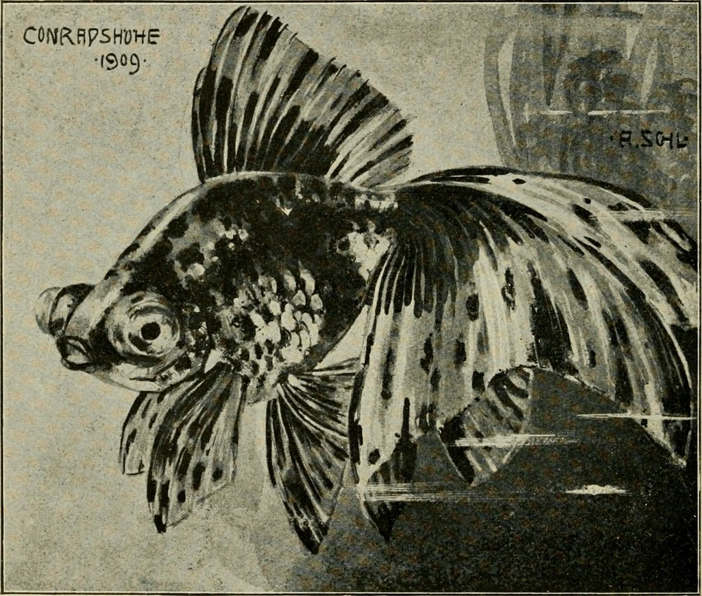 An illustration from Die exotischen zierfische in wort und bild, 1914, leaf 155