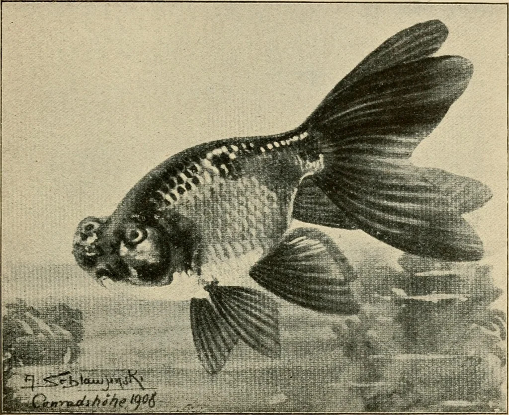 An illustration from Die exotischen zierfische in wort und bild, 1914, leaf 156