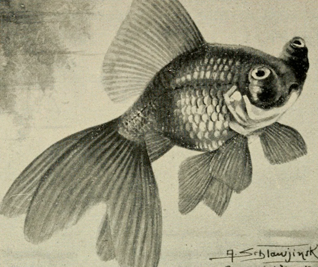 An illustration from Die exotischen zierfische in wort und bild, 1914, leaf 157