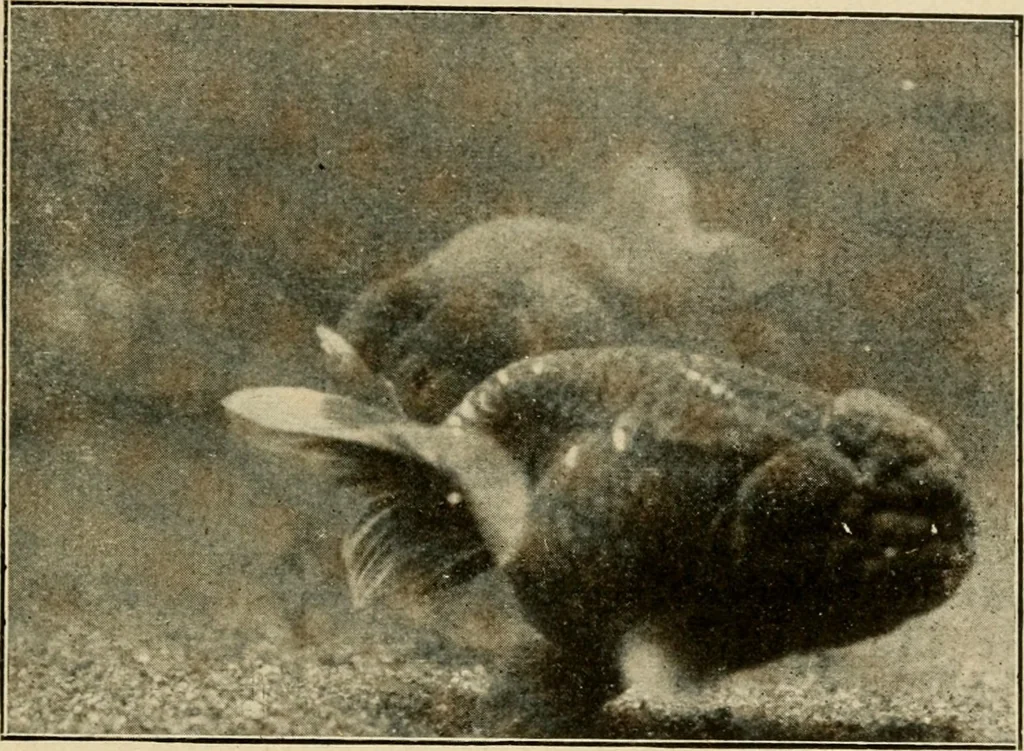 An illustration from Die exotischen zierfische in wort und bild, 1914, leaf 158