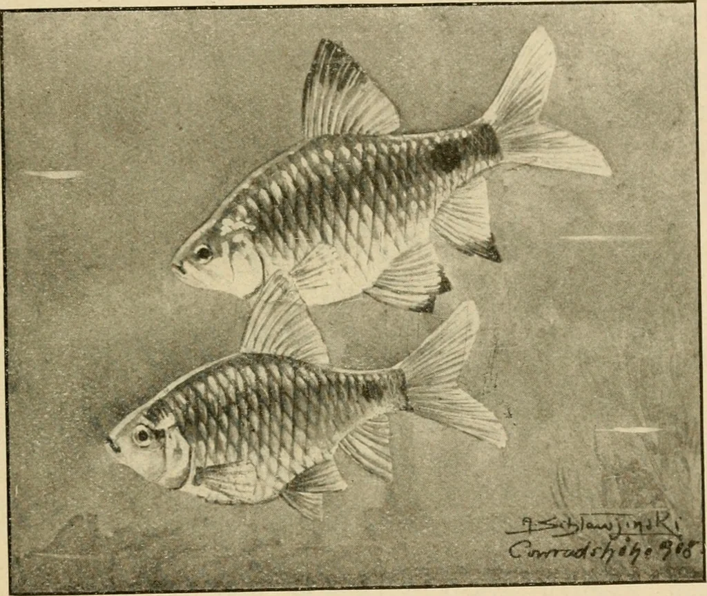 An illustration from Die exotischen zierfische in wort und bild, 1914, leaf 160