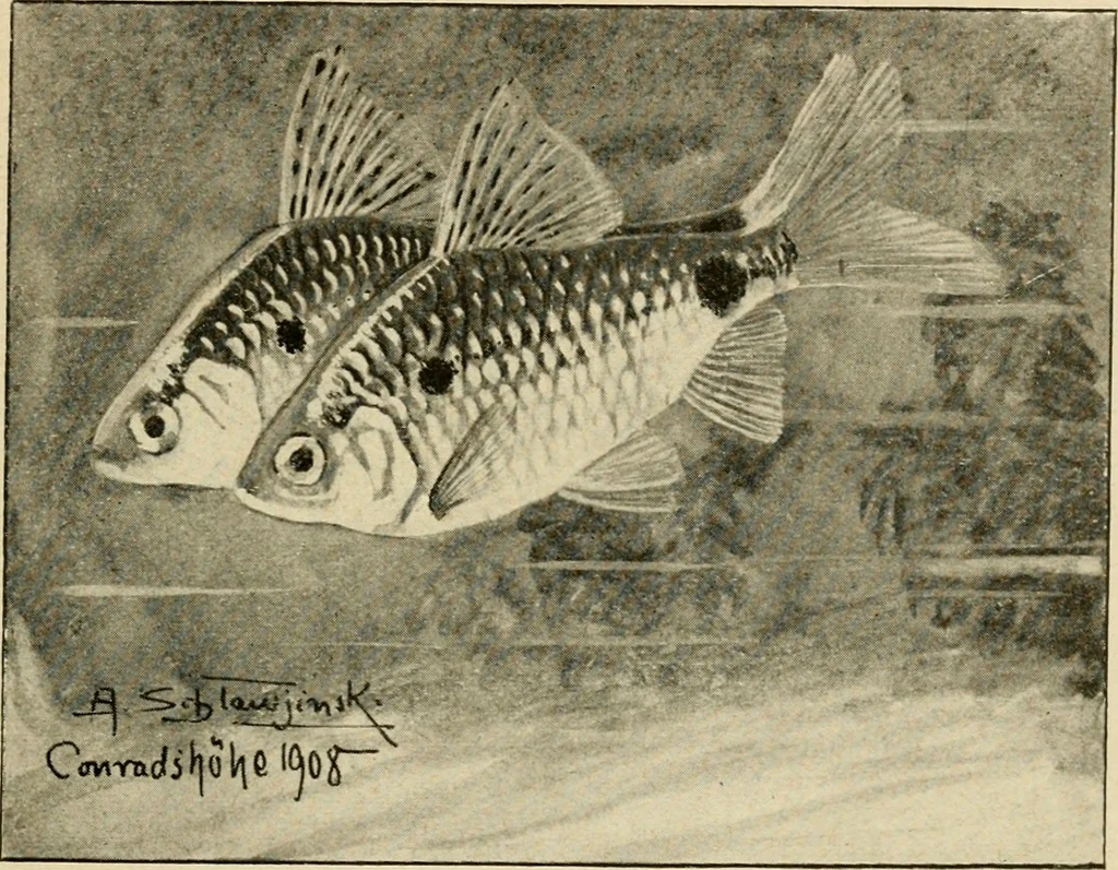 An illustration from Die exotischen zierfische in wort und bild, 1914, leaf 162