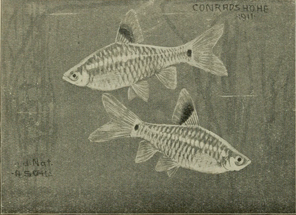 An illustration from Die exotischen zierfische in wort und bild, 1914, leaf 163