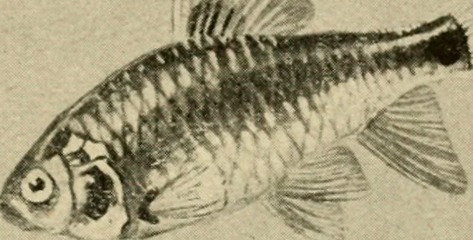 An illustration from Die exotischen zierfische in wort und bild, 1914, leaf 164