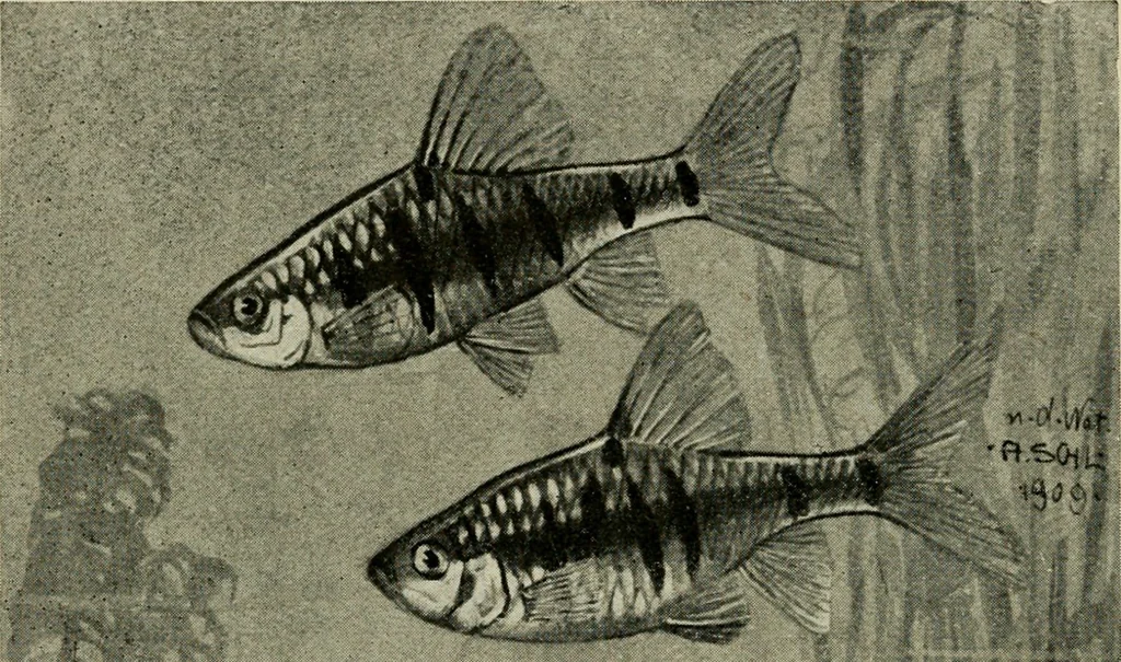 An illustration from Die exotischen zierfische in wort und bild, 1914, leaf 165