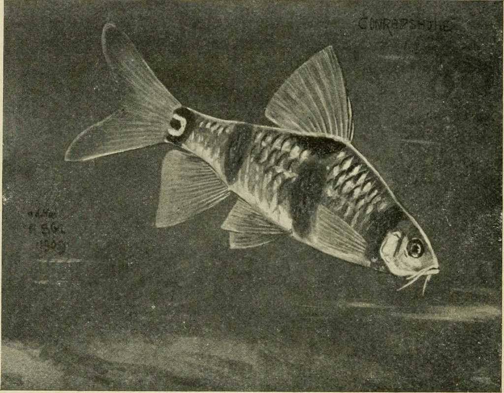 An illustration from Die exotischen zierfische in wort und bild, 1914, leaf 167