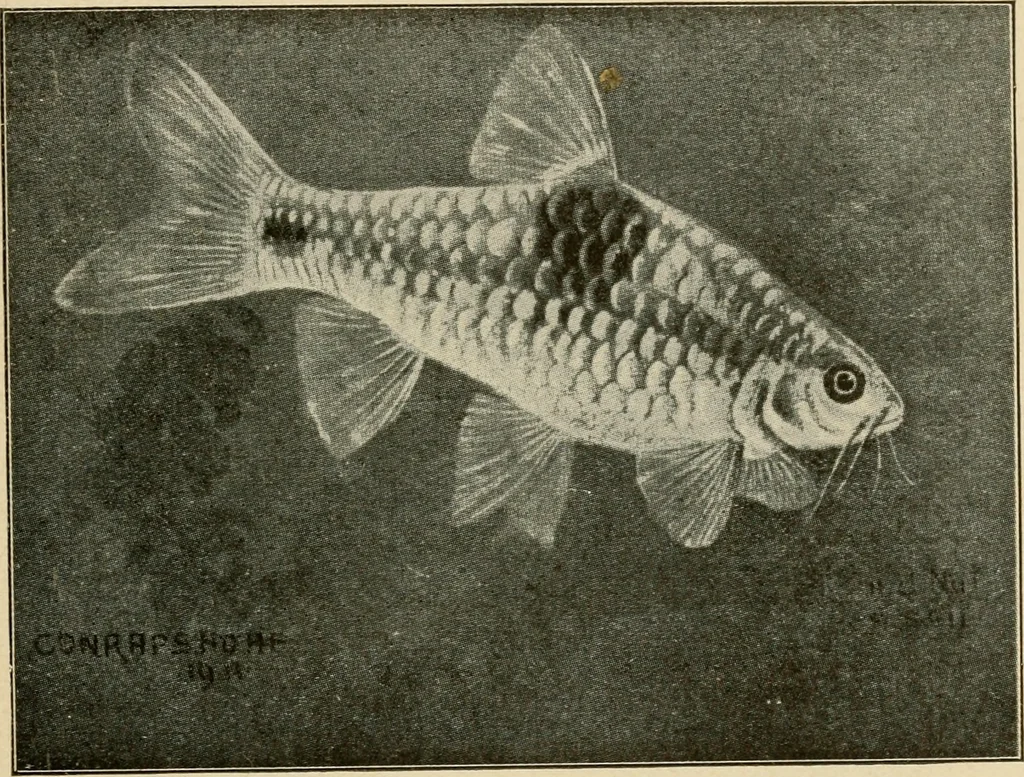 An illustration from Die exotischen zierfische in wort und bild, 1914, leaf 168