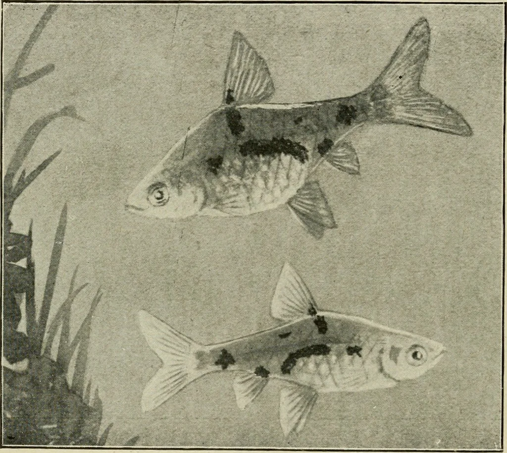 An illustration from Die exotischen zierfische in wort und bild, 1914, leaf 169