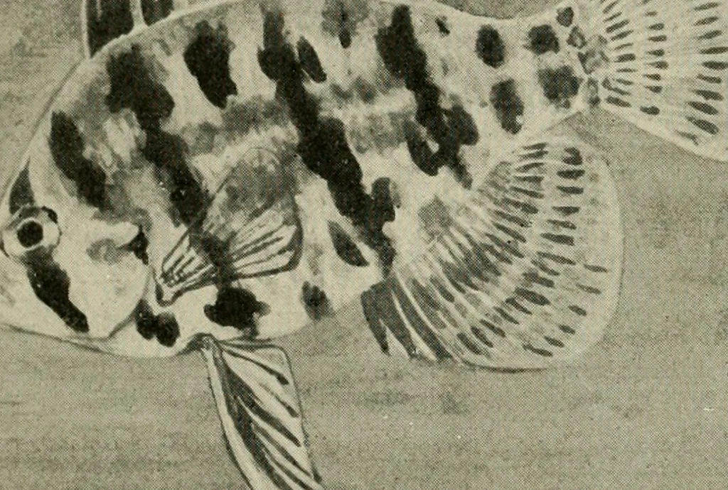 An illustration from Die exotischen zierfische in wort und bild, 1914, leaf 17
