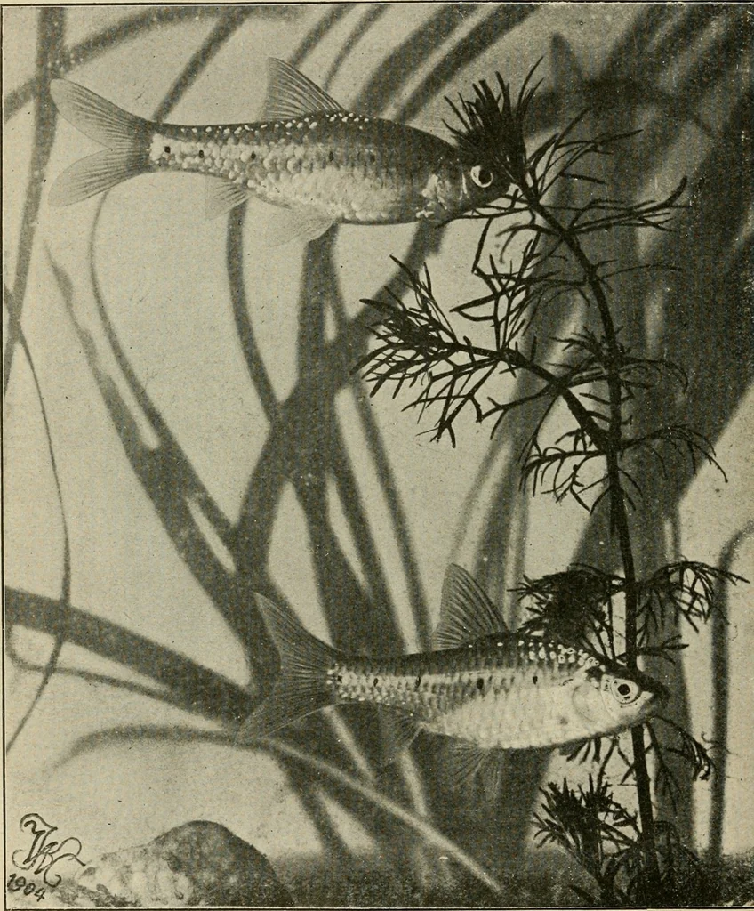An illustration from Die exotischen zierfische in wort und bild, 1914, leaf 171