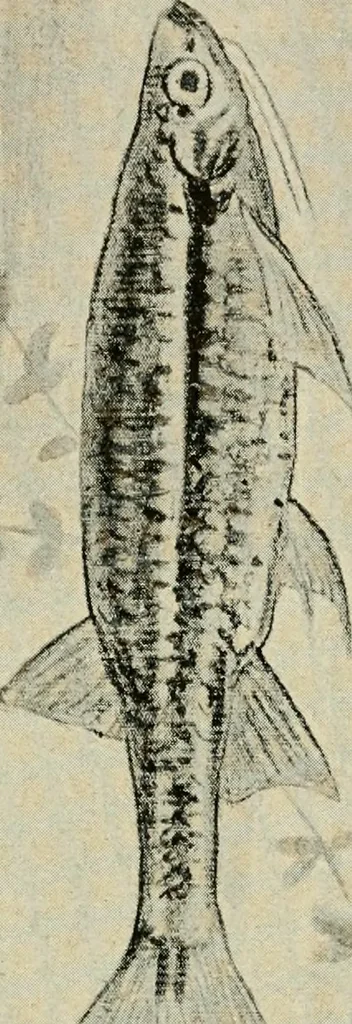 An illustration from Die exotischen zierfische in wort und bild, 1914, leaf 173