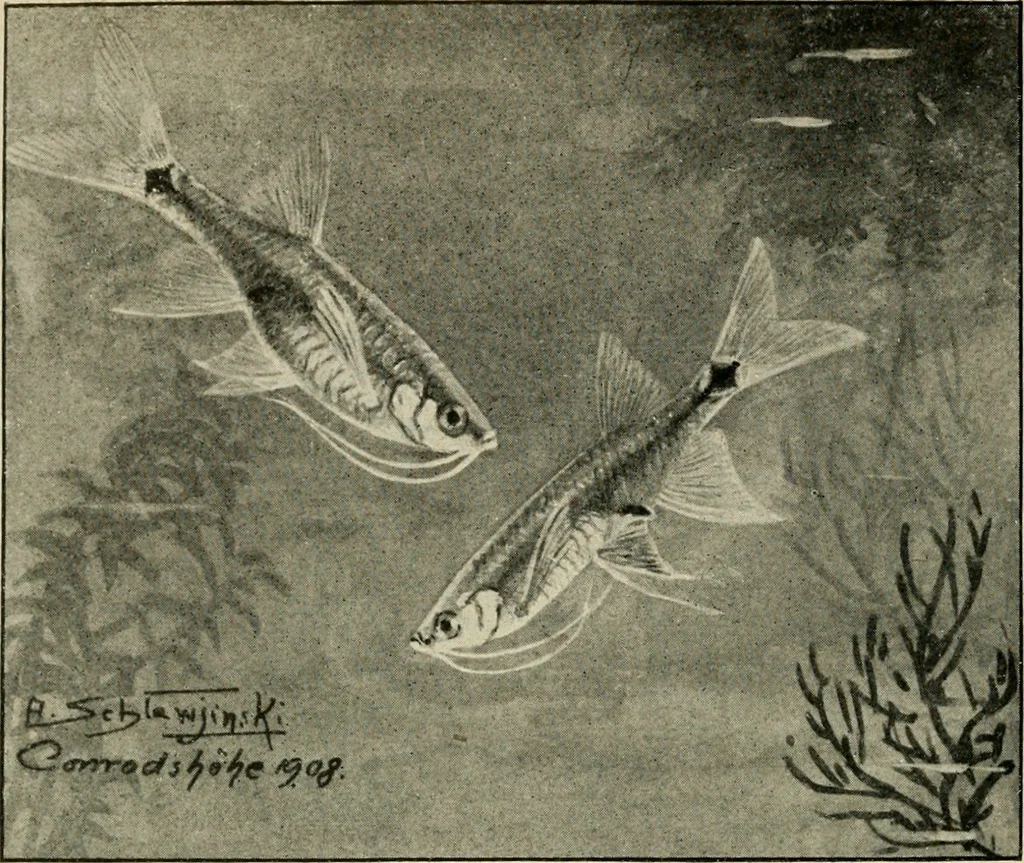 An illustration from Die exotischen zierfische in wort und bild, 1914, leaf 175