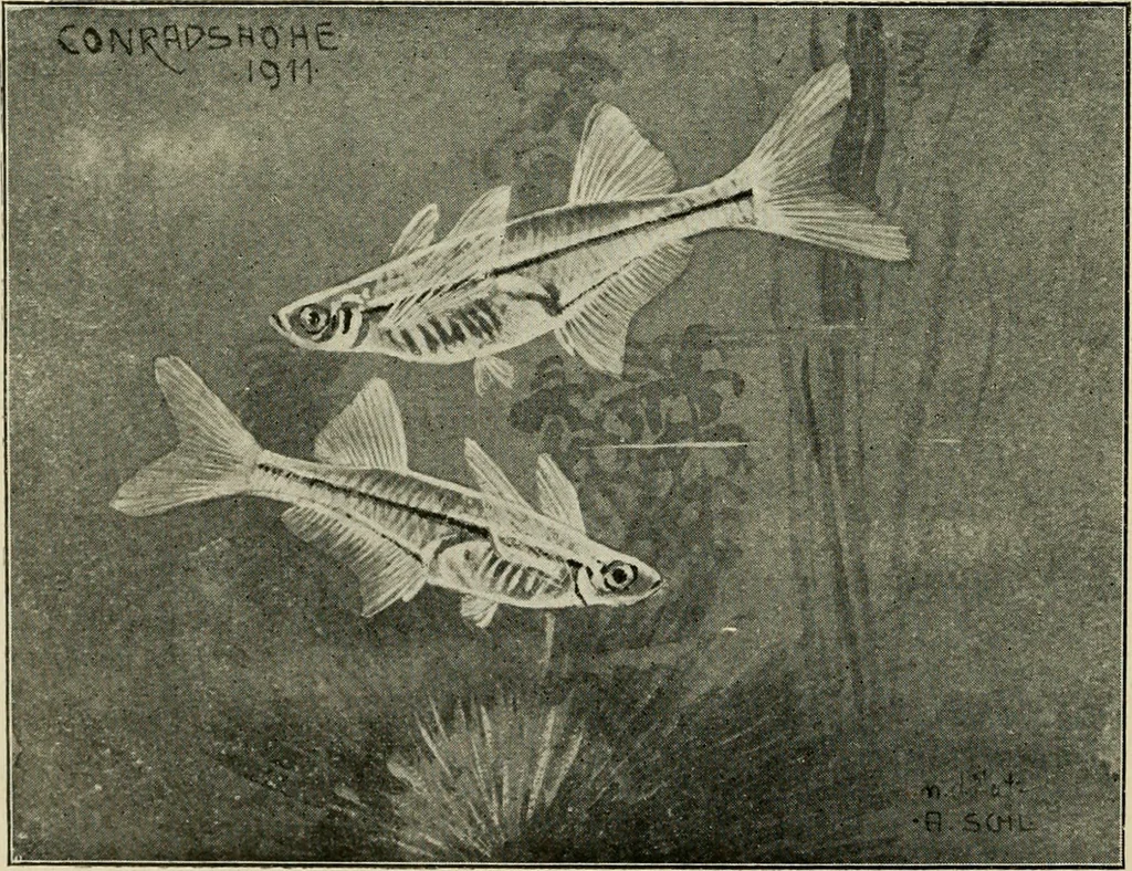 An illustration from Die exotischen zierfische in wort und bild, 1914, leaf 175
