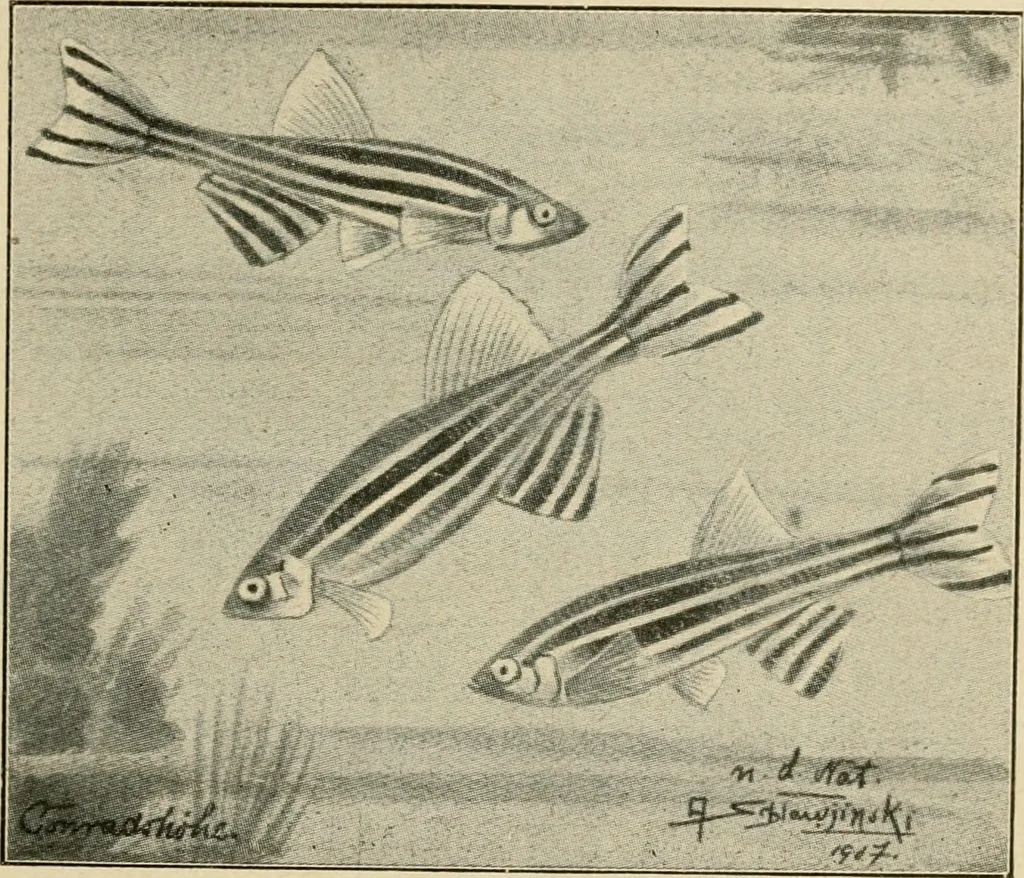An illustration from Die exotischen zierfische in wort und bild, 1914, leaf 176