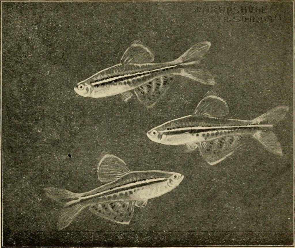 An illustration from Die exotischen zierfische in wort und bild, 1914, leaf 178