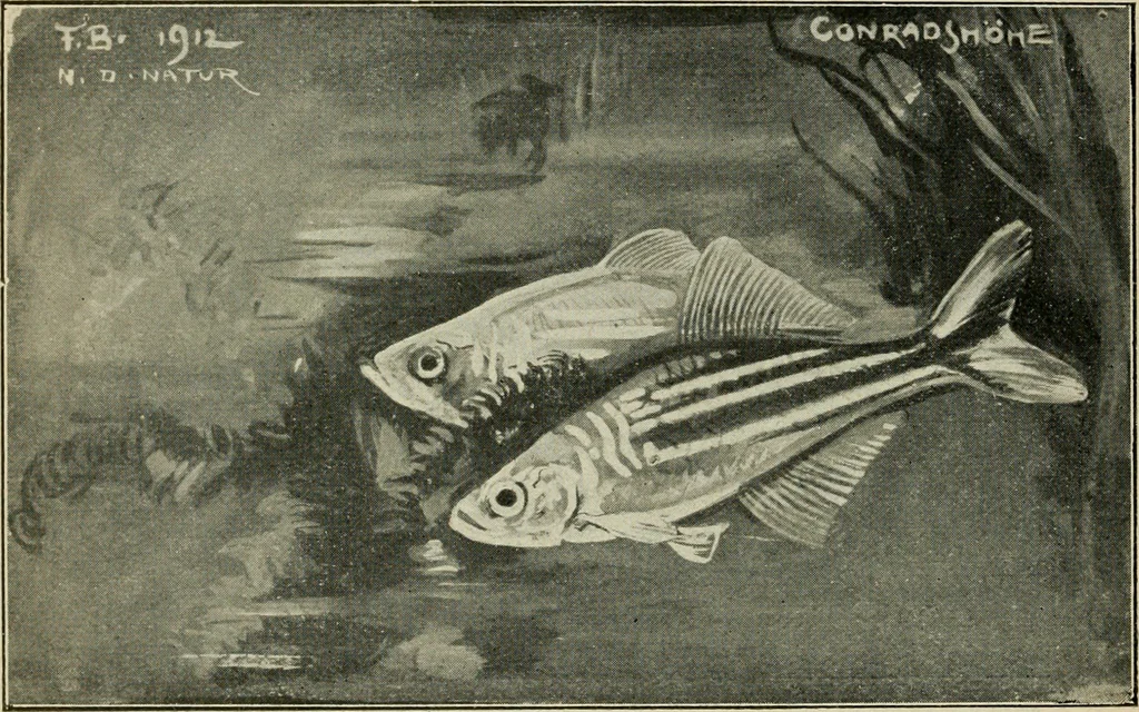 An illustration from Die exotischen zierfische in wort und bild, 1914, leaf 179