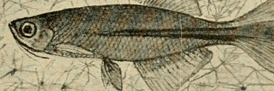An illustration from Die exotischen zierfische in wort und bild, 1914, leaf 180