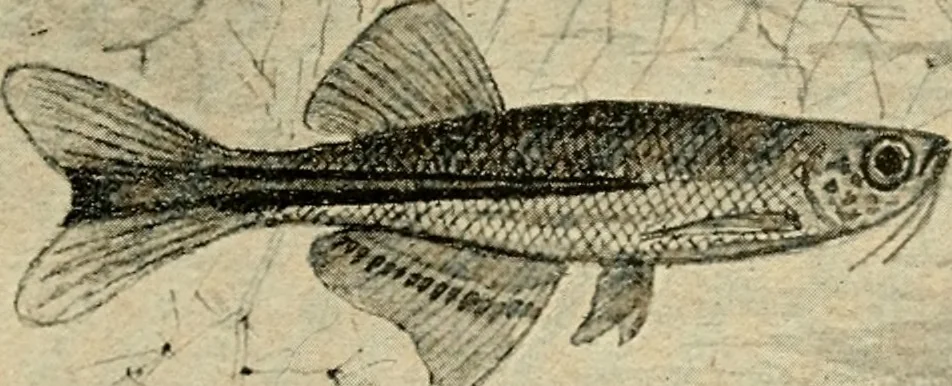An illustration from Die exotischen zierfische in wort und bild, 1914, leaf 180
