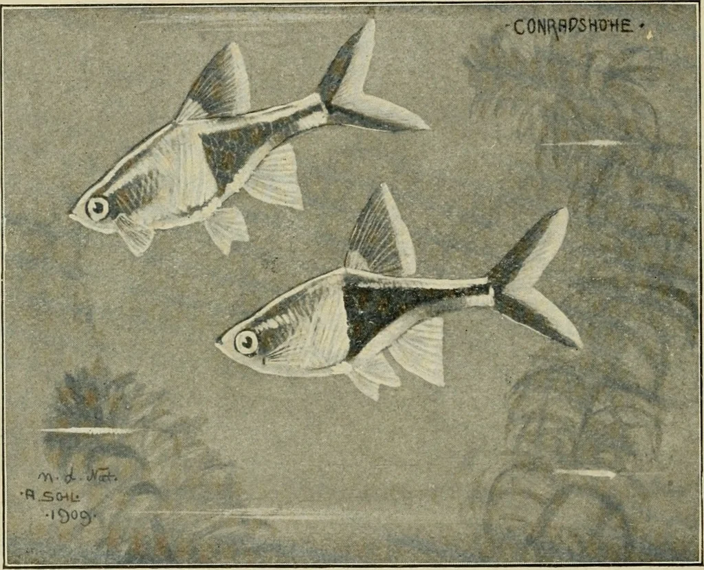 An illustration from Die exotischen zierfische in wort und bild, 1914, leaf 181