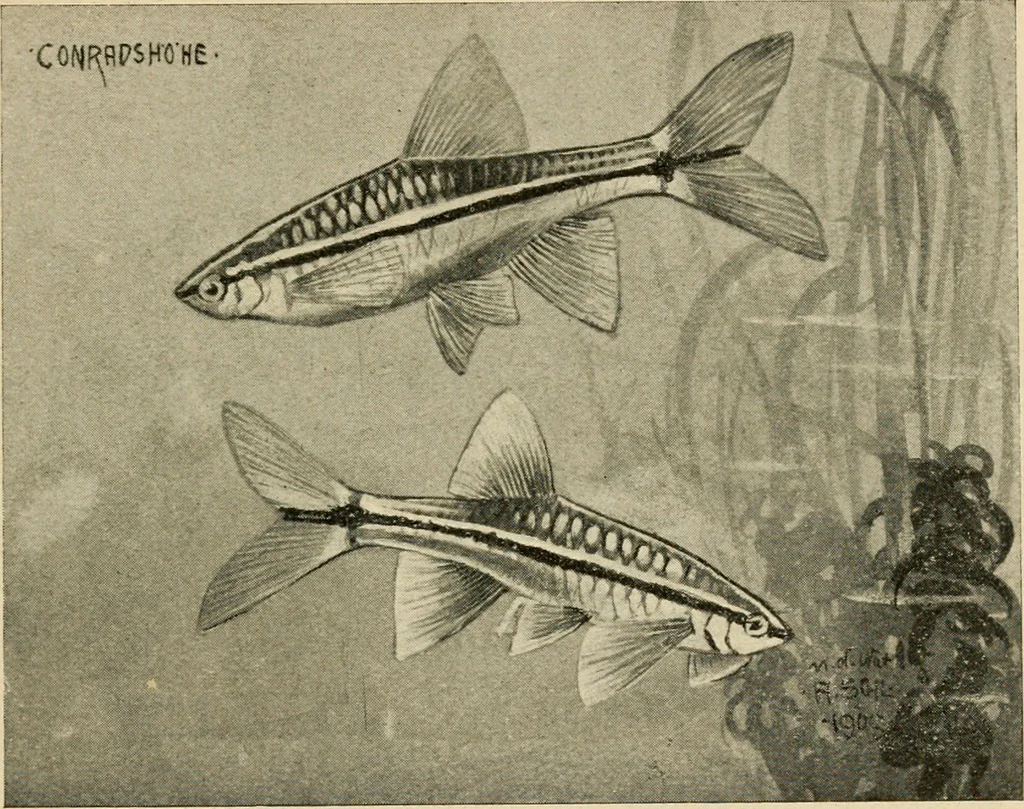 An illustration from Die exotischen zierfische in wort und bild, 1914, leaf 182